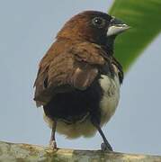 Javan Munia