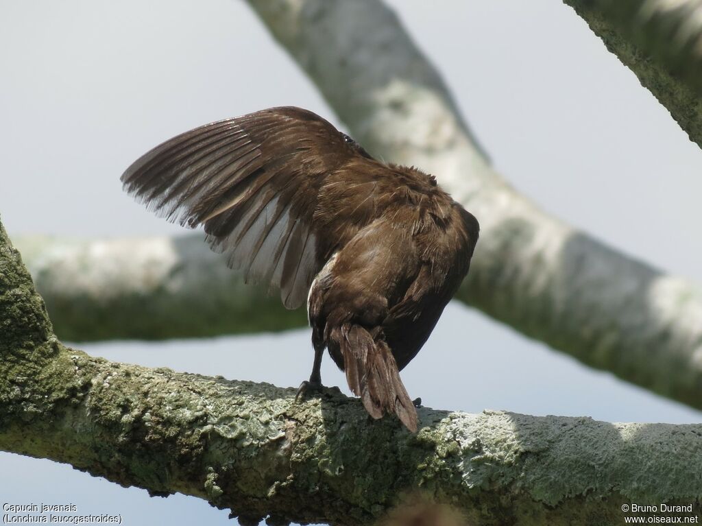 Javan Muniaadult, identification, Behaviour