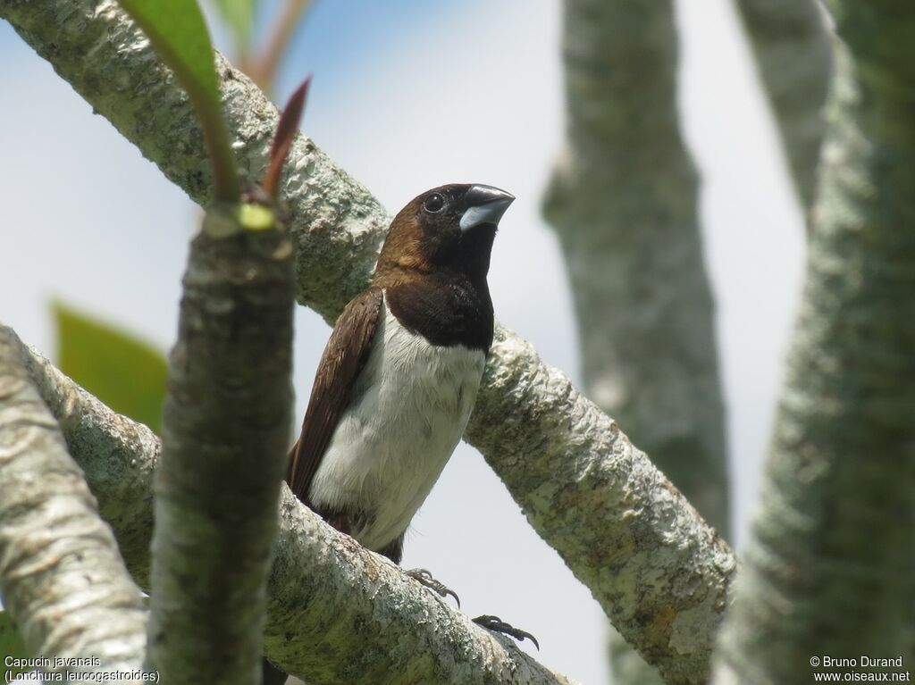 Capucin javanaisadulte, identification