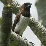 Javan Munia