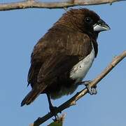 Javan Munia