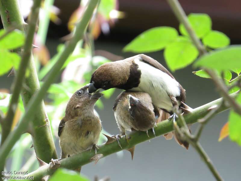 Javan Munia, feeding habits, Reproduction-nesting, Behaviour