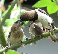 Javan Munia