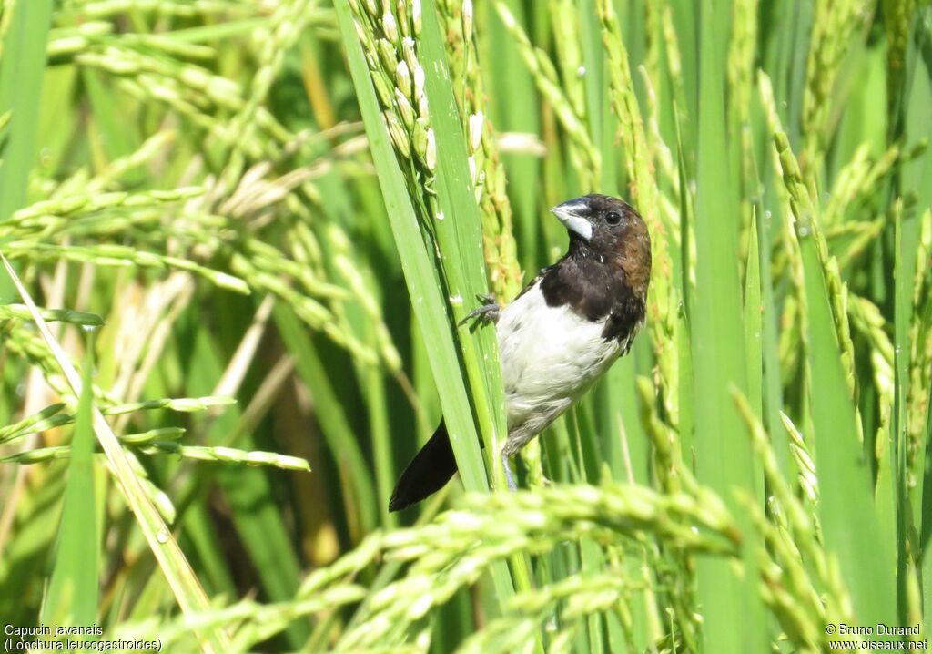 Javan Munia, identification, feeding habits