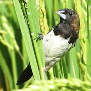 Javan Munia