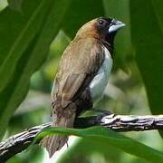 Javan Munia