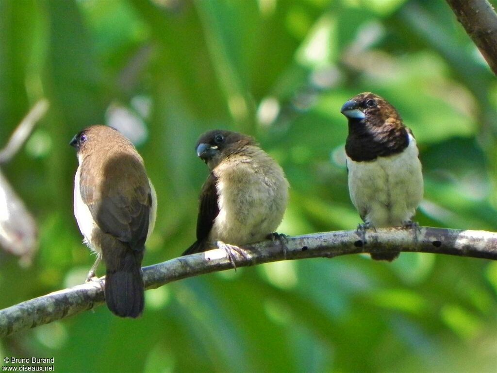 Javan Munia