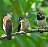 Javan Munia