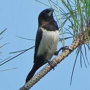 Javan Munia