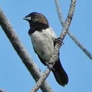 Javan Munia