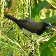 Javan Munia