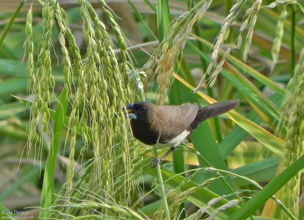 Javan Muniaadult, feeding habits, Behaviour