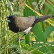 Javan Munia