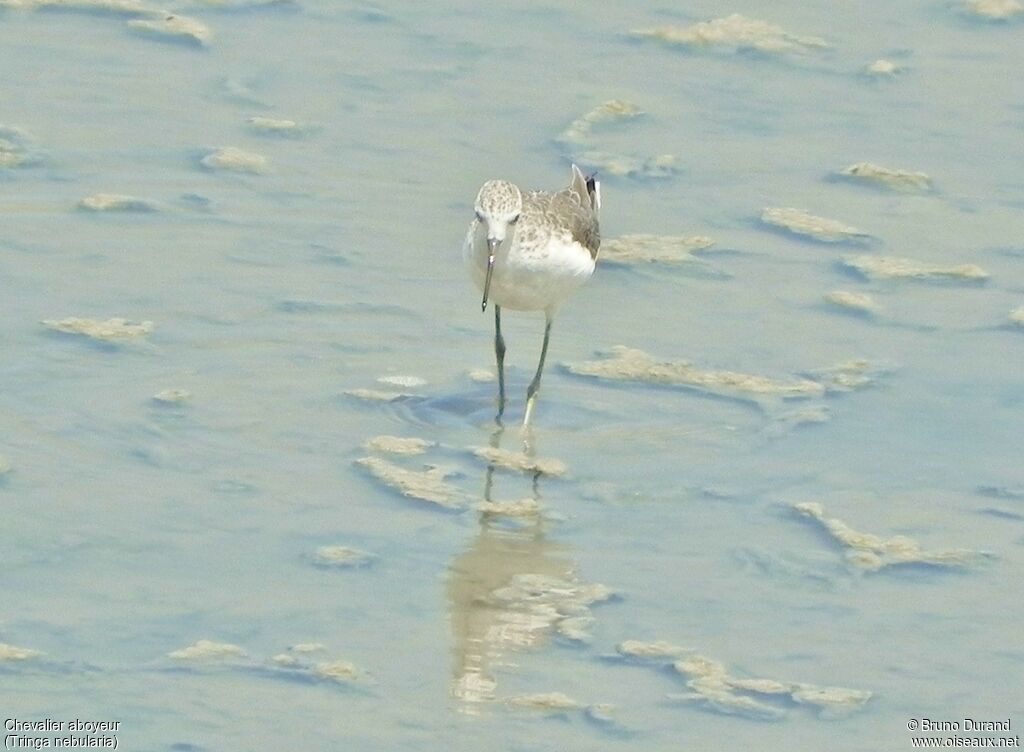 Common Greenshankadult, identification