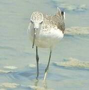 Common Greenshank