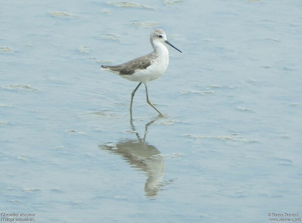 Common Greenshankadult, identification