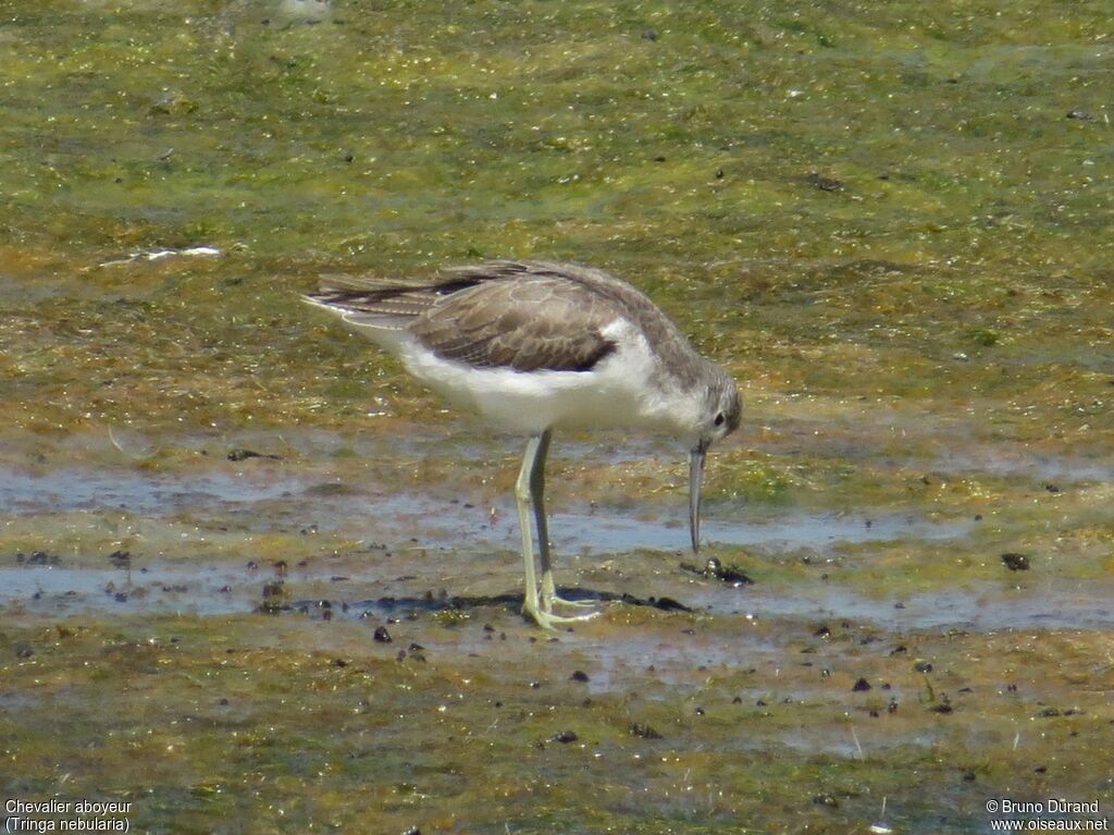 Common Greenshank, identification, feeding habits, Behaviour