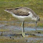 Common Greenshank