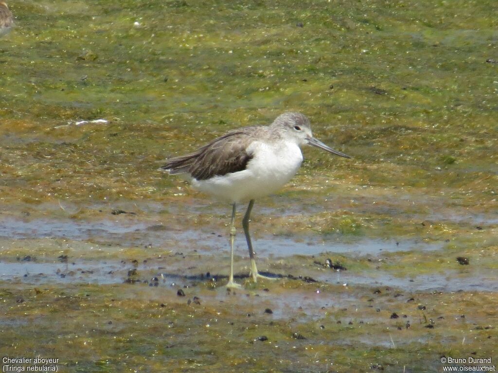 Common Greenshank, identification