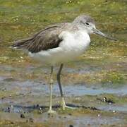 Common Greenshank