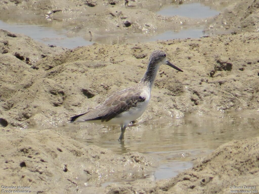 Common Greenshankadult, identification, Behaviour