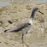 Common Greenshank