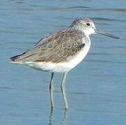 Common Greenshank