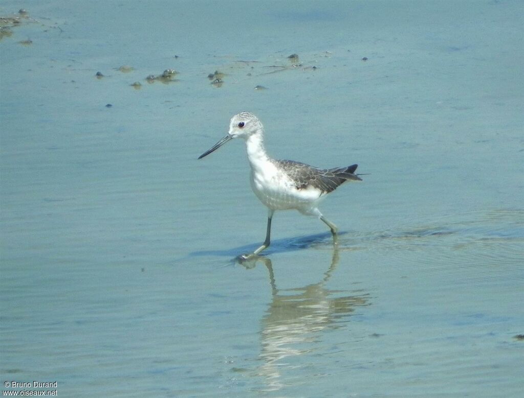 Common Greenshank, identification