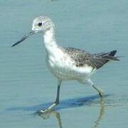 Common Greenshank