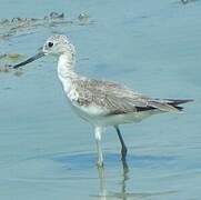 Common Greenshank