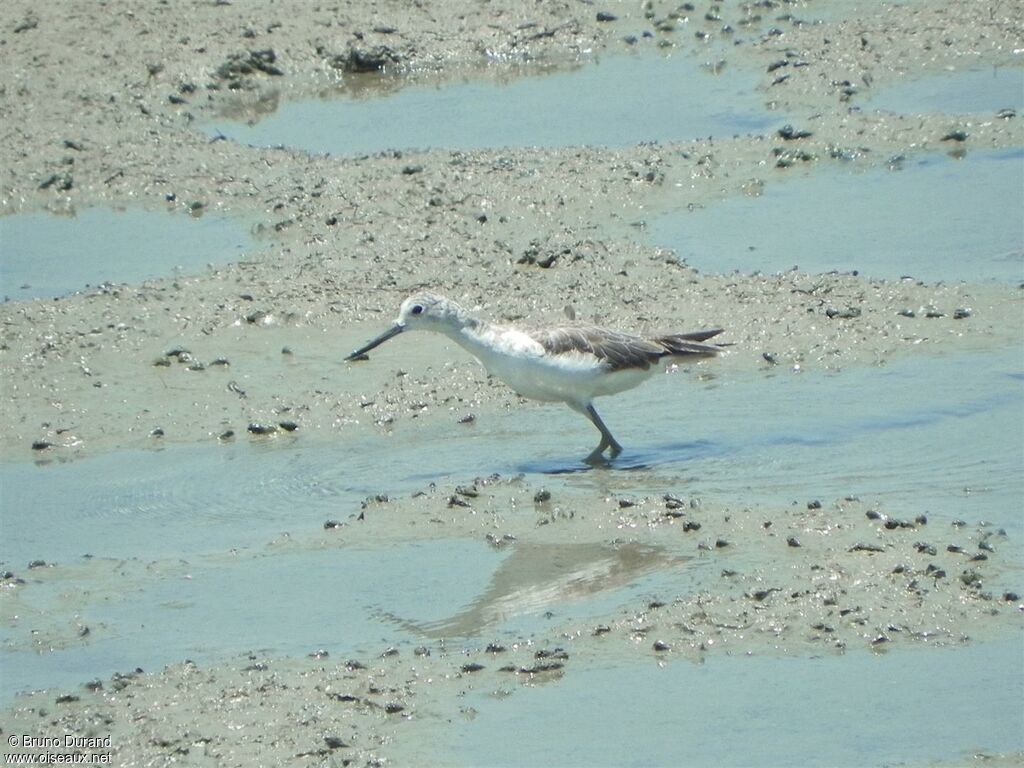 Common Greenshankadult, Behaviour