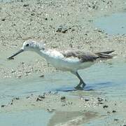 Common Greenshank