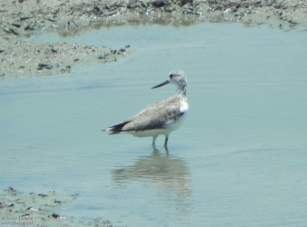 Common Greenshankadult, identification