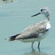 Common Greenshank