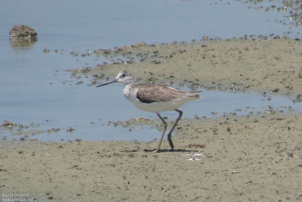 Common Greenshankadult post breeding, identification, Behaviour