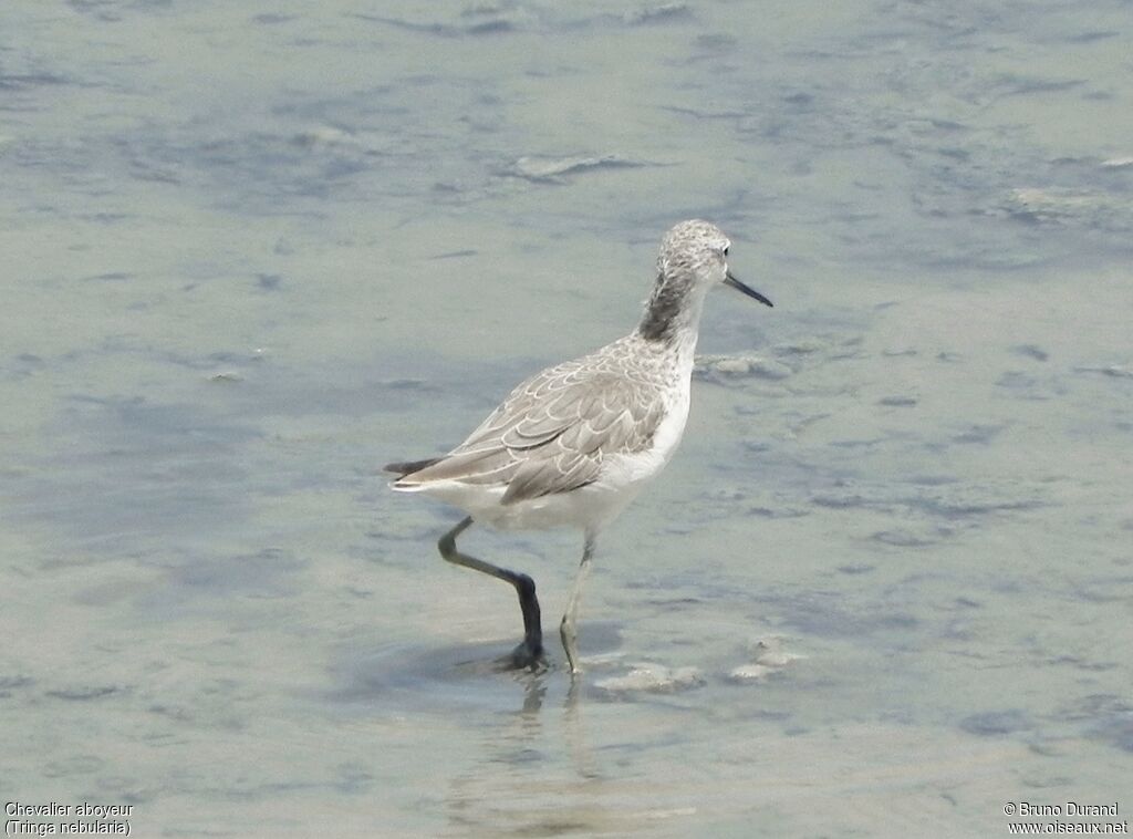 Common Greenshankadult, identification