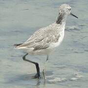 Common Greenshank