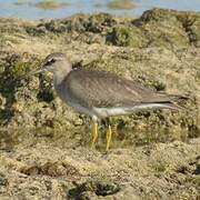 Grey-tailed Tattler