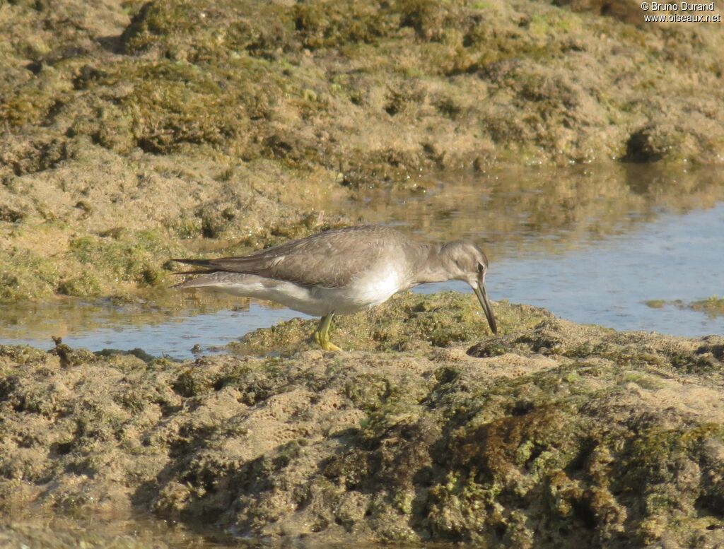 Grey-tailed Tattler, identification, Behaviour