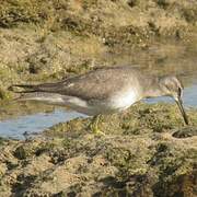 Grey-tailed Tattler