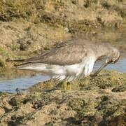 Grey-tailed Tattler