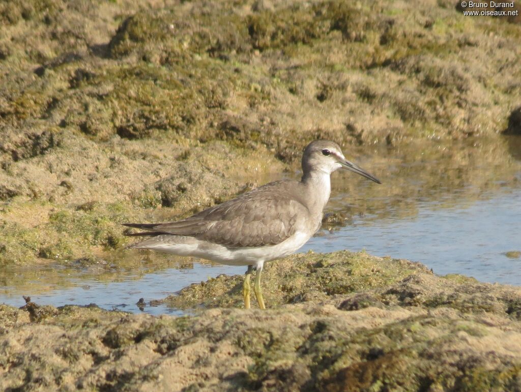 Grey-tailed Tattleradult, identification