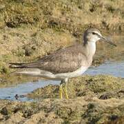 Grey-tailed Tattler