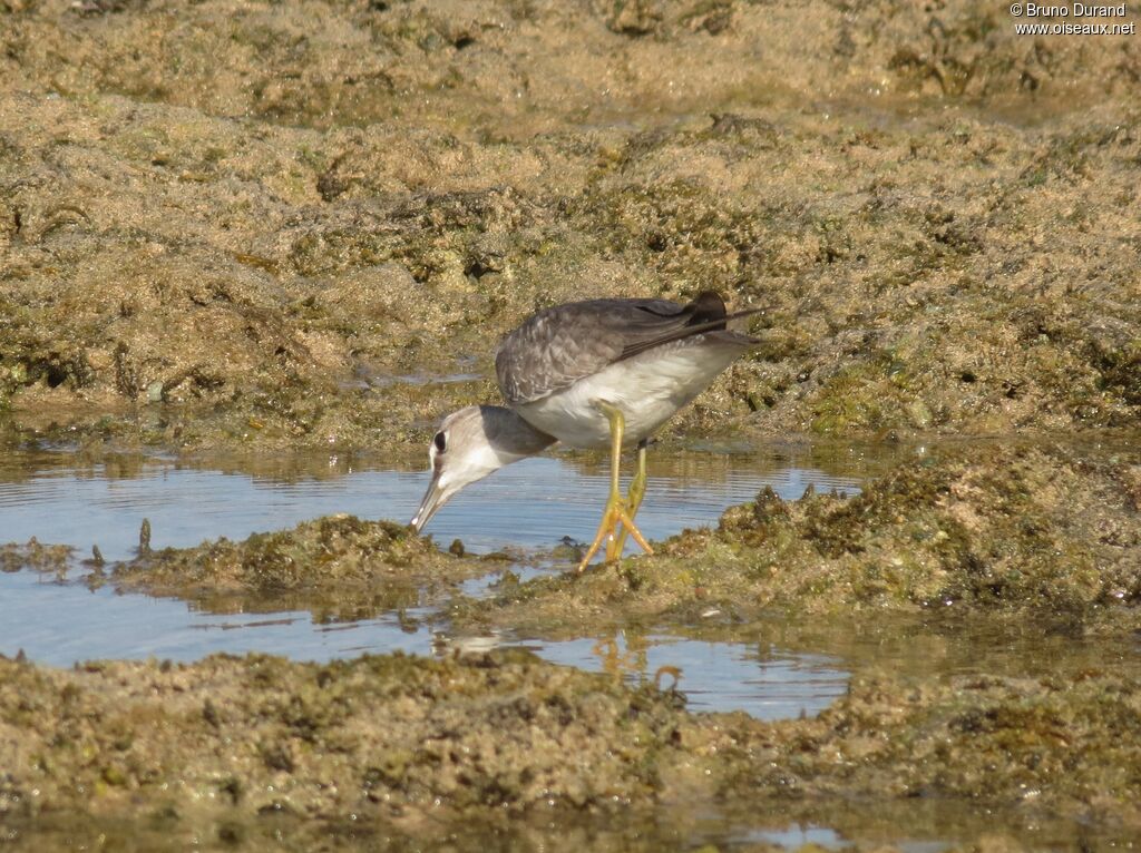 Grey-tailed Tattleradult, identification, feeding habits, Behaviour