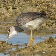 Grey-tailed Tattler