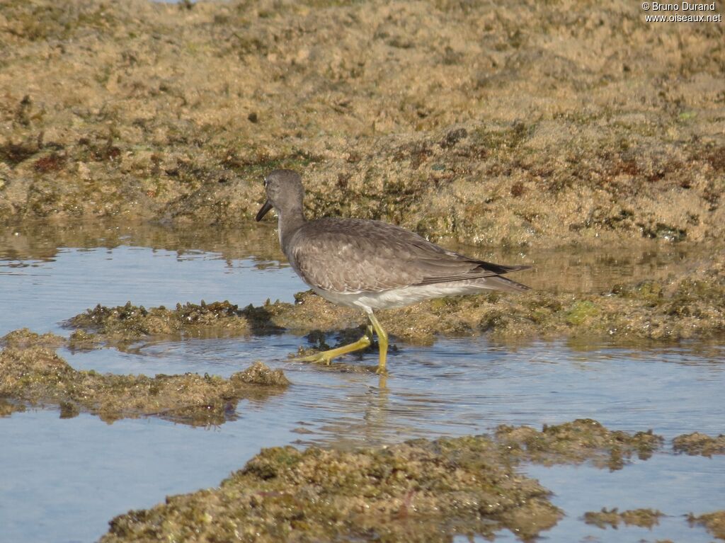 Grey-tailed Tattleradult, identification, Behaviour