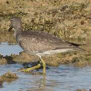 Grey-tailed Tattler