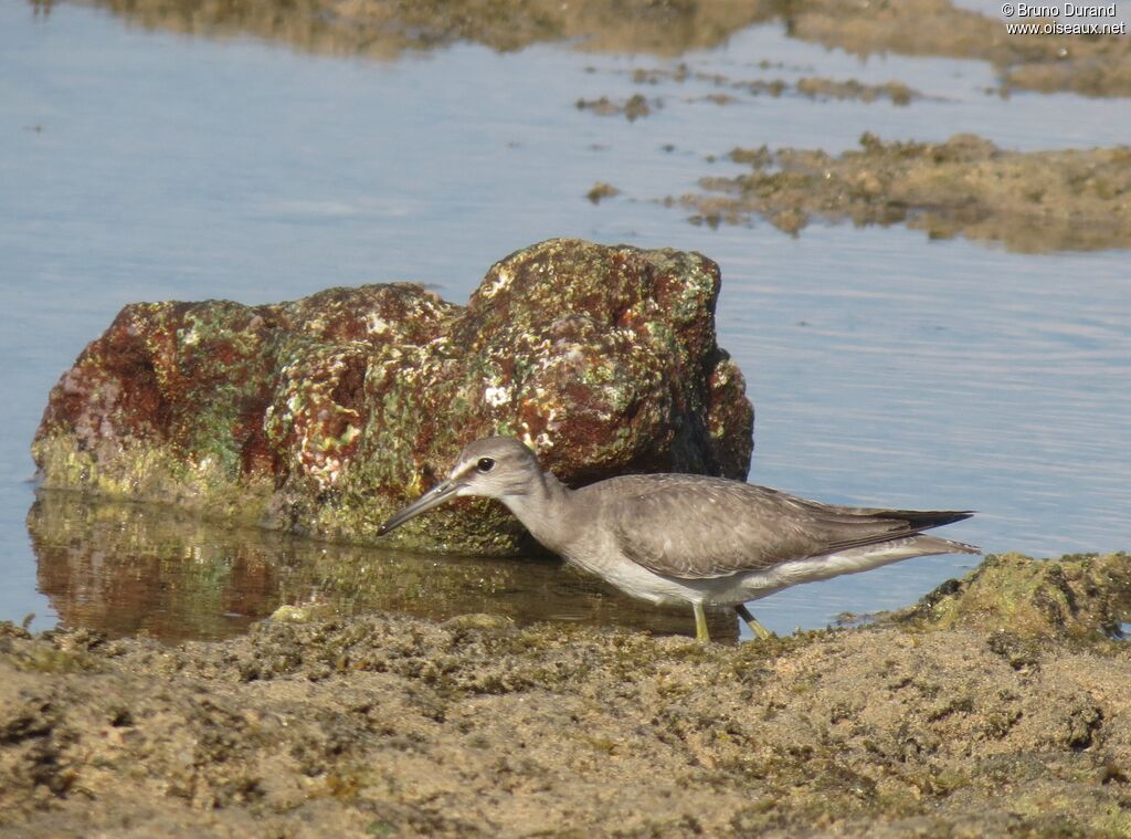 Grey-tailed Tattleradult post breeding, identification, Behaviour