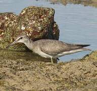 Grey-tailed Tattler