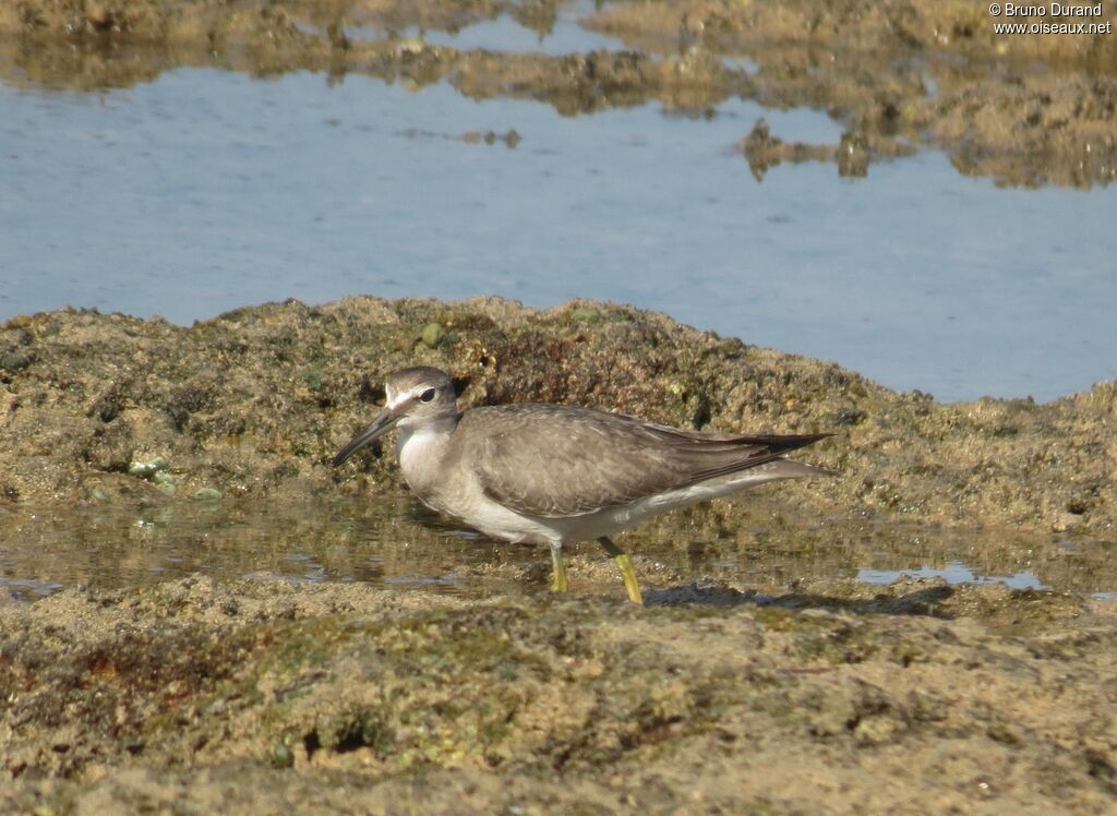 Grey-tailed Tattler, identification, Behaviour